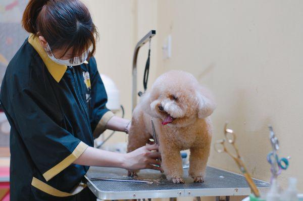 Top 6 Stunning Pet Spas with Dedicated Care in Da Nang
